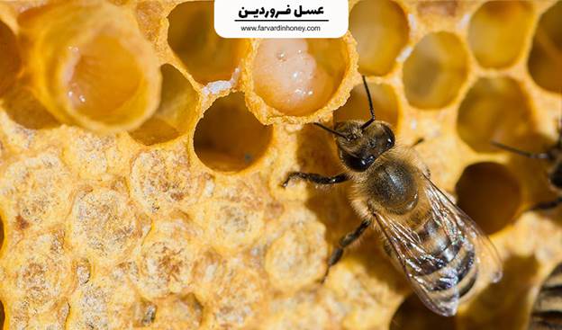 ژل رویال معجزه ی زنبور عسل + بررسی 6 خاصیت مهم آن